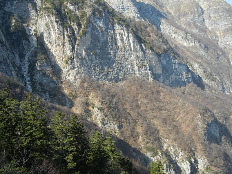 Rupicapra rupicapra.....dal Trentino Alto Adige